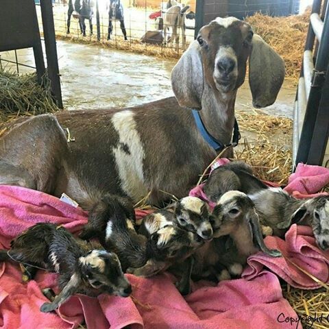 Venta de carne de chivo