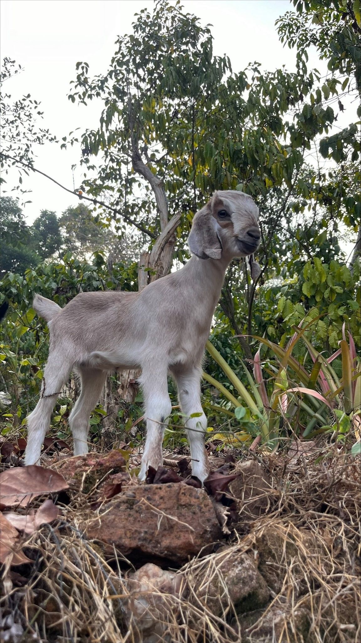 Venta de chivo en pie (promedio 10 kg)